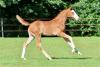 Foto: Kat.-Nr. 7 Eureka Optima von Ermitage Kalone X Zirocco X Vagabond - Fotograf: OPTIMUS ONLINE AUCTION