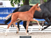 Foto: 82.000 Euro-Preisspitze Fürstin d’Amour v. Fürst Romancier-San Amour - Fotograf: Kiki Beelitz