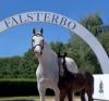 Foto: Eine interessante Kollektion bestehend aus zehn Holsteiner Top-Fohlen wird anlässlich der Falsterbo Horse Show zur Versteigerung kommen - Fotograf: Holsteiner Verband