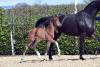Foto: Auktionsfohlen Fantastico SHM v. For Romance (Z.: Swiss Horse Management) - Fotograf: Tanja Becker