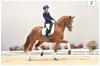 Foto: Preisspitze Fascination v. Farell - Royal Diamond - Grundstein I - Fotograf: Gr. Feldhaus