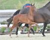 Foto: Preisspitze Feingold v. Fynch Hatton - Fürst Romancier - Carry Gold - Fotograf: Gr. Feldhaus
