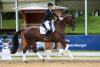Foto: Lena Waldmann feiert mit dem Oldenburger Fiderdance Grand Prix-Erfolge. In Liebenberg berichtet die junge Amazone wie Dressurtalente entdeckt und gefördert werden - Fotograf: LL-Foto