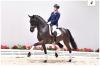Foto: Flor Dressage Royal von Finest -Dressage Royal-Sandro Hit