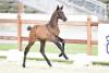 Foto: Call on me, Kat. Nr. 60, v. Cavoiro-H - Diarado - Cornet Obolensky - Fotograf: Gr. Feldhaus