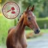 Foto: Fohlen von Franklin/For Compliment 