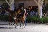 Foto: Die Preisspitze der Fohlen: Pina Tobaga v. Emerald van't Ruytershof-Mr. Blue - Fotograf: Jendrik Rehpennig