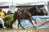 Foto: Preisspitze Katalognummer 42 – Ein Hengstfohlen „The winner“ v. Tobago Z - Quidam de Revel, Aussteller war die ZG Hynek Annette u. Michael Hynek - Fotograf: Doris Matthaes 