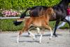 Foto: FortyFour heißt das Siegerhengstfohlen von For Romance des Fohlenchampionats und ist der Stolz der Zuchtgemeinschaft Herbert Ulonska und Jasmin Ulonska-Weiss - Fotograf: Stefan Lafrentz