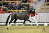 Foto: Lodbergener Neuzugang Frascino - Fotograf: Sabine Wegener/Equitaris