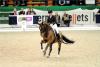 Foto: Isabell Werth und El Santo NRW, Sieger im Grand Prix de Dressage am Samstag in Neumünster 2012 - Fotograf: Karl-Heinz Frieler 