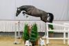 Foto: Gekört bei der Trakehner Frühjahrskörung 2022: der Schimmelhengst Feiner Traum v. Lebenstraum - Fotograf: Jutta Bauernschmitt