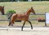 Foto: Katalognummer 1 (Hengst v. Vigaro x Araconit ) - Fotograf: Hubert Fischer