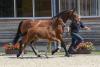Foto: Hengstfohlen von Cornet Obolensky- Landprinz - Fotograf: Fischer