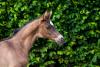 Foto: Trakehner Bundesturnier Fohlenauktion 2018: Edler Nachwuchs wie dieser Sohn des Rheinklang erobert am 7. Juli alle Herzen - Fotograf: privat