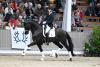 Foto: Die große dänische Hengststation Hesselhøj schickt am 23. Februar fünf exquisite Dressurvererber zur Trakehner Hengstschau nach Münster-Handorf, darunter den zweifachen Trakehner Dressurchampion Hallifax v. Schwarzgold - Fotograf: Dr. Peter Richterich