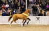 Foto: Für 2 Millionen Euro wurde der Prämienhengst v. Donkey Boss/Don Olymbrio L versteigert - Fotograf: Hannoveraner Verband