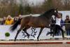 Foto: Der Trakehner Siegerhengst Havertz v. Blanc Pain aus der Zucht von Michaela Böhn, Harsefeld, überzeugte bei jedem Auftritt bei der dreitägigen Körung - Fotograf: Stefan Lafrentz
