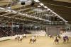 Foto: Hengstschau Ponyverband Hannover 2014: Quadrille der Haflingerfreunde Cuxhaven mit Beduinen und Bauchtänzerinnen - Fotograf: Ponyverband Hannover/ Pantel