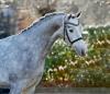 Hermes de Lux - Fotograf: Janne Bugtrup