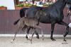 Foto: Hengstfohlen von Frascino-Desperados, Züchter Manfred Zimmermann - Fotograf: Tanja Becker
