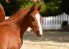 Foto: Ozeana Tobago Blue v. Chacco-Blue-Mr. Blue wurde bei 83.000 Euro zugeschlagen und avancierte somit zur Preisspitze der Fohlenauktion auf Hof Waterkant - Fotograf: Janne Bugtrup