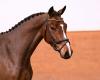 Foto: Kat.-Nr. 19, Qouvario v. Quabri de L'Isle-Diarado - Fotograf: Janne Bugtrup)