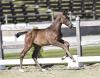 Foto: I’m Amy Blue v. I’m Special de Muze - Balou du Rouet - Cordalme - Fotograf: Old Art