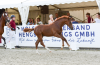Foto: Katalognummer 10, Cool Fox v. Clarimo - Fotograf: Janne Bugtrup