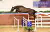 Foto: Casall von Caretino x Lavall I - Fotograf: Holsteiner Verband