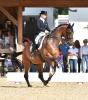 Foto: Isabell Werth und El Santo NRW sind Teilnehmer der Baltic Horse Show - Fotograf: Karl-Heinz Frieler