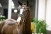 Foto: Fiadora v. Fürsten-Look/Valentino wurde für 218.000 Euro nach Frankreich versteigert - Fotograf: Hannoveraner Verband