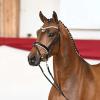 Foto: Kat.-Nr. 6 Giorgio von Galaxy x Sungold - Fotograf: Deutsches Sportpferd
