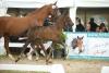 Foto: Preisspitze von Dynamic Dream/ Le Mans - Fotograf: Doris Matthaes