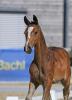 Foto: Kat-Nr. 52 Sieger Abt. I Hongkong B