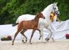 Foto: Preisspitze Crimetime von Cero Blue TN - Fotograf: Hubert Fischer 