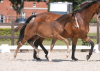 Foto: Kommt aus der direkten Mutterlinie des Olympia-Stars Nickel v. Numero Uno (Julia Krajewski): Die Katalognummer 22 von Tomorrow's Champions by Holsteiner, Captain Jack H v. Connor-Contender - Fotograf: Janne Bugtrup