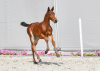 Foto: Die Katalognummer 3 der Holsteiner Auktion in Warendorf, Movento AMK v. Eldorado van de Zeshoek, war selbst bis 1,60 Meter erfolgreich und aus dieser Familie stammen zahlreiche Top-Sportler wie Shooting Star Million Dollar - Fotograf: Jana Gerstenkorn