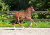 Foto: Viele der Holsteiner Auktionsfohlen bei der Falsterbo Horse Show haben einen Bezug zu Schwedens Sport-Stars: Zum Beispiel die Katalognummer 1, Smilla v. Million Dollar-Casall. Dieses Stutfohlen geht aus derselben Mutterlinie wie Rolf-Göran Bengtsson Weltmeister Caillan v. Casall hervor - Fotograf: Janne Bugtrup