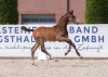 Foto: Eng verwandt mit der Weltmeisterin Zeremonie v. Cero I ist die Katalognummer 9, Cutest v. Clarimo-Casall. Er und die anderen Holsteiner Elitefohlen kommen am Samstag (24. August) ab 16 Uhr zur Auktion - Fotograf: 
