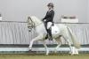 Foto: Kopfnummer 11 Bundeschampion RM Golden Pleasure v. Hesselteichs Golden Dream/FS Champion de Luxe - Fotograf: Reckimedia. 