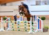 Foto: Der fünfjährige Keaton v. Kannan hat seine Sportprüfung in Münster-Handorf mit einer gewichteten Endnote von 9,06 abgeschlossen und wird beim Training mit Jos Lansink am Ostersonntag gezeigt - Fotograf: Janne Bugtrup
