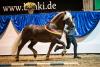 Foto: Bundesreservesiegerhengst 2023: Markward v. LVV Modem - Fotograf: Cecile Zahorka