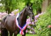 Foto: La Perla v. Casall-Contender stammt aus der Zucht von Katja Claußen-Brühe und trägt fortan den Titel der springbetonten Siegerstute - Fotograf: Janne Bugtrup
