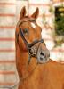 Foto: Ein besonderer Trakehner: LAUREL/T. Sohn des Vollblüters STAN THE MAN xx - Fotograf: Stephan Kube