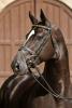 Foto: Süddeutsche Prämie für LEMBERGER: Süddeutscher Champion 2012 und zweifacher Vize-Landeschampion 2011 und 2012 - Fotograf: Kraft