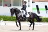 Foto: Lena Waldmann und der KWPN-Hengst Grey Flanell gewannen auf dem Gut Einhaus die Intermediaire-Prüfung - Fotograf: LL-Foto