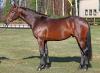 Foto: Linebacker (v. Lord Pezi x Diarado x Grandeur) - Fotograf: Jenny Abrahamsson