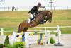 Foto: Sattelkörungshengstes Lions Club HS