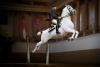 Foto: Die Lipizzaner kommen zum Trakehner Hengstmarkt und die weltberühmten Schulen über der Erde, wie hier die Kapriole unter dem Reiter, gehören zum faszinierenden Programm der drei Aufführungen in den Holstenhallen Neumünster - Fotograf: SRS_ Rene Van Bakel